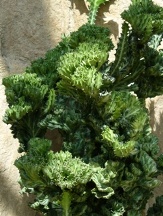 Succulents & Cacti copyright � almostedenplants.com